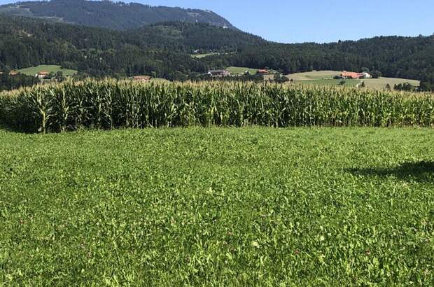 Grundstück kaufen in 8045 Weinitzen (Bild 1)