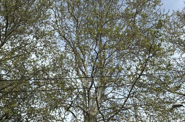 Wohnung mit Balkon mieten in 8020 Graz (Bild 4)