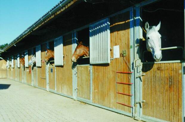 Gewerbeobjekt kaufen in 9314 Launsdorf (Bild 5)