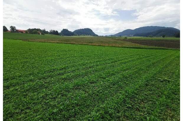 Jagd- und Forstwirtschaft kaufen in 9371 Brückl (Bild 3)