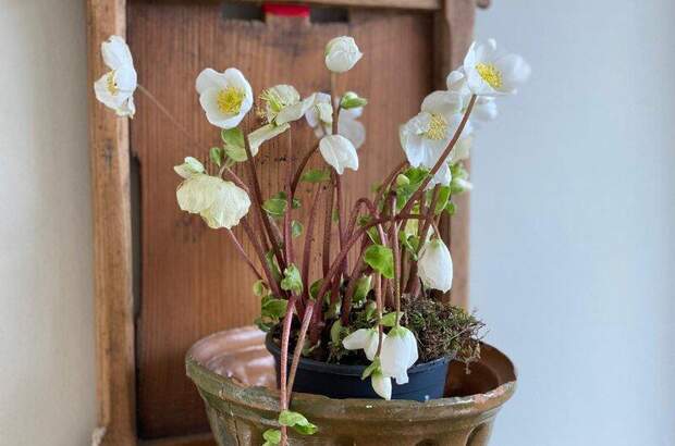 Terrassenwohnung kaufen in 3500 Krems (Bild 4)