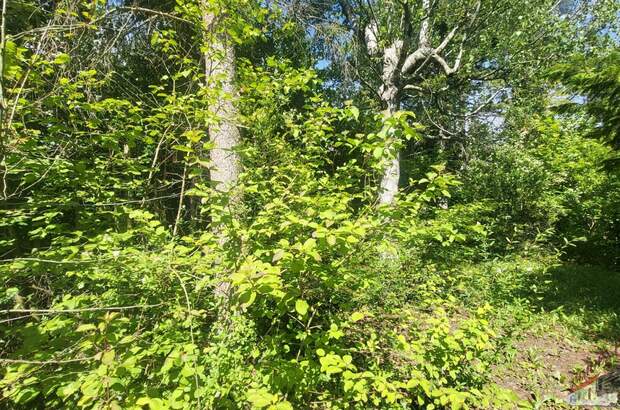 Einfamilienhaus kaufen in 2723 Muthmannsdorf (Bild 2)