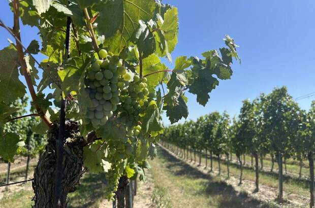 Gewerbeobjekt kaufen in 3492 Engabrunn (Bild 1)