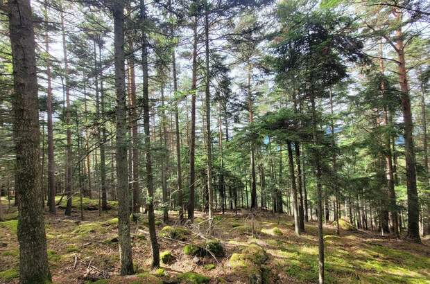 Jagd- und Forstwirtschaft kaufen in 3650 Pöggstall (Bild 4)