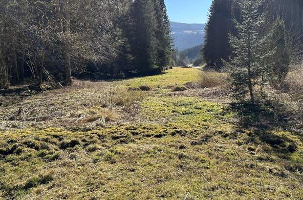 Haus kaufen in 9361 St. Salvator (Bild 5)