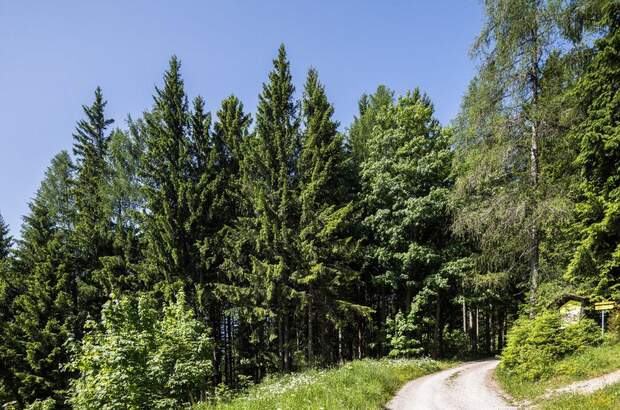 Gewerbeobjekt kaufen in 2651 Prein (Bild 2)