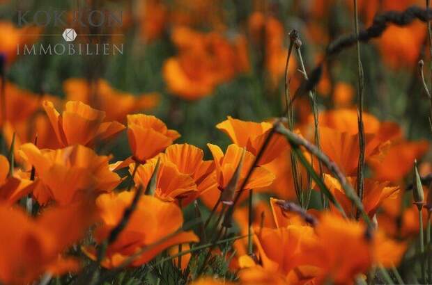 Terrassenwohnung kaufen in 1110 Wien (Bild 1)