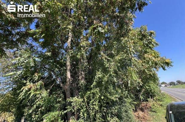 Grundstück kaufen in 2230 Gänserndorf (Bild 5)