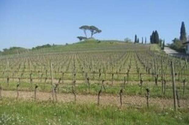 Haus mit Garten kaufen in 33042 Buttrio (Bild 4)