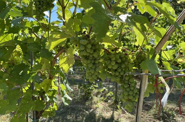 Gewerbeobjekt kaufen in 3483 Feuersbrunn (Bild 4)