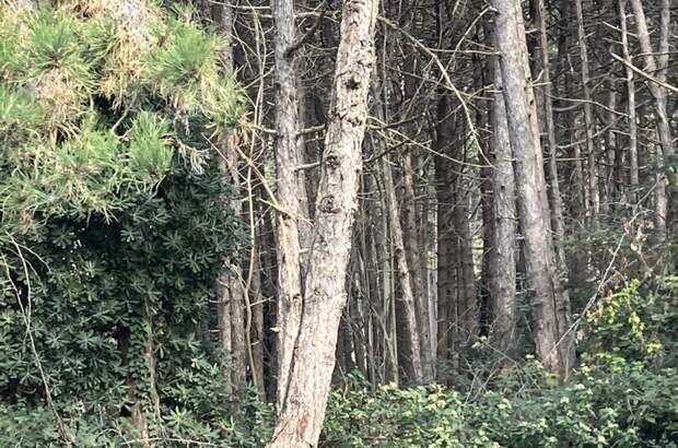 Gewerbeobjekt kaufen in 33054 Lignano Pineta (Bild 4)