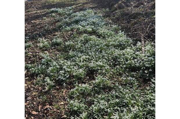 Grundstück kaufen in 8052 Graz (Bild 2)