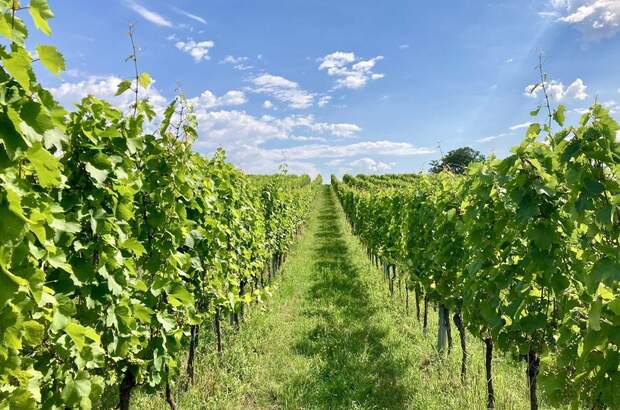 Haus kaufen in 7474 Eisenberg (Bild 3)