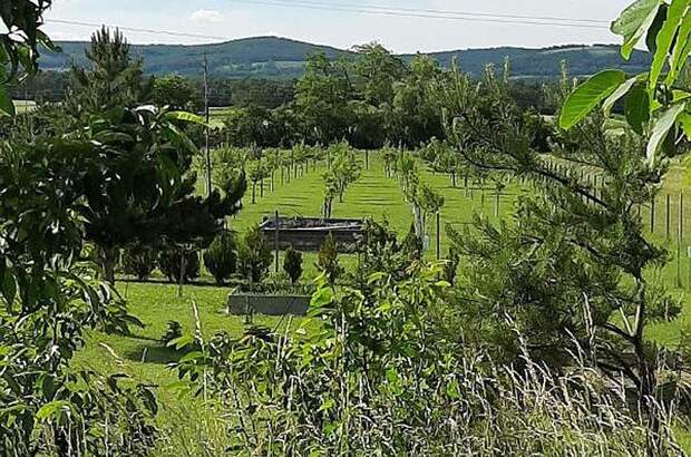 Gewerbeobjekt kaufen in 7064 Oslip (Bild 5)