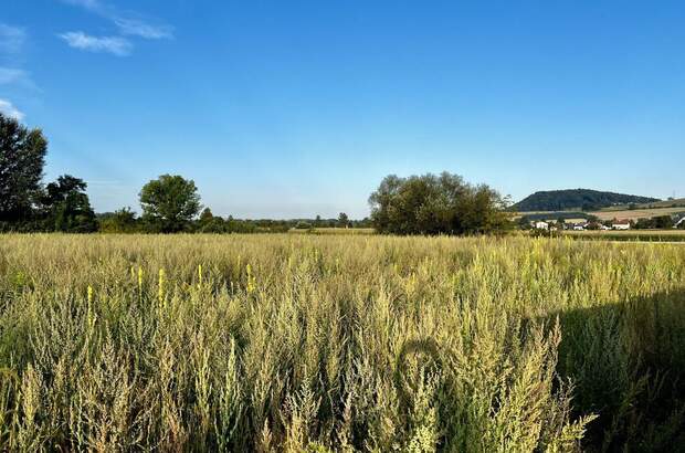 Grundstück kaufen in 4225 Luftenberg (Bild 4)