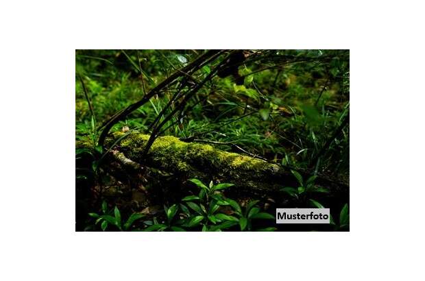 Grundstück kaufen in 6236 Alpbach (Bild 1)