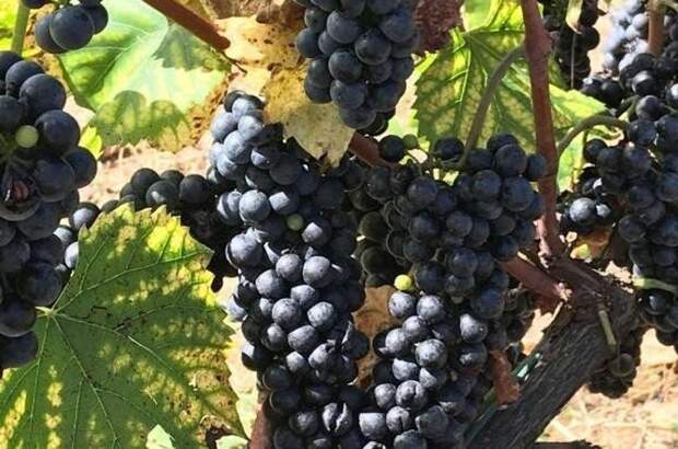 Haus kaufen in 7570 Barcs (Bild 4)