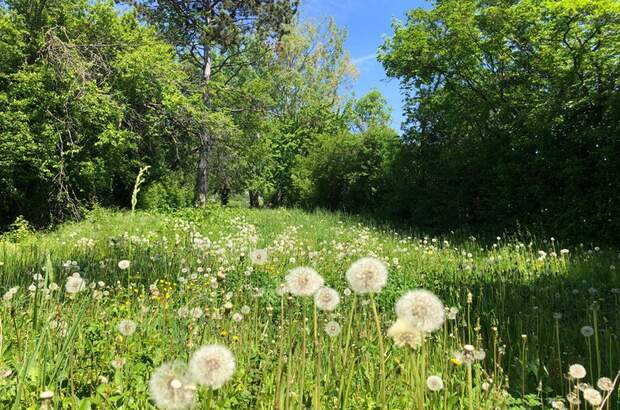 Haus mit Garten kaufen in 1190 Wien (Bild 5)