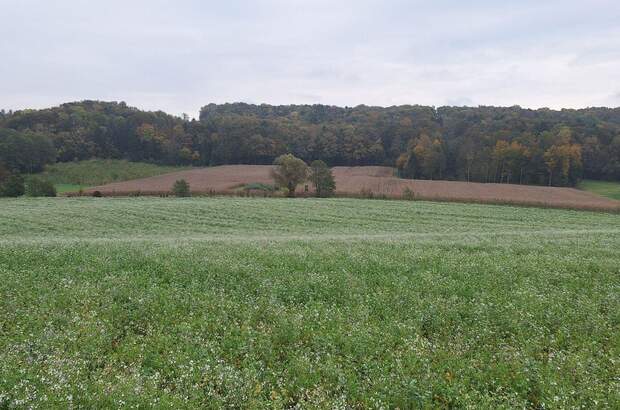 Gewerbeobjekt kaufen in 8354 Waltra (Bild 4)