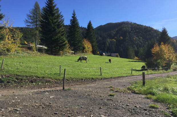 Grundstück kaufen in 8636 Seewiesen (Bild 4)