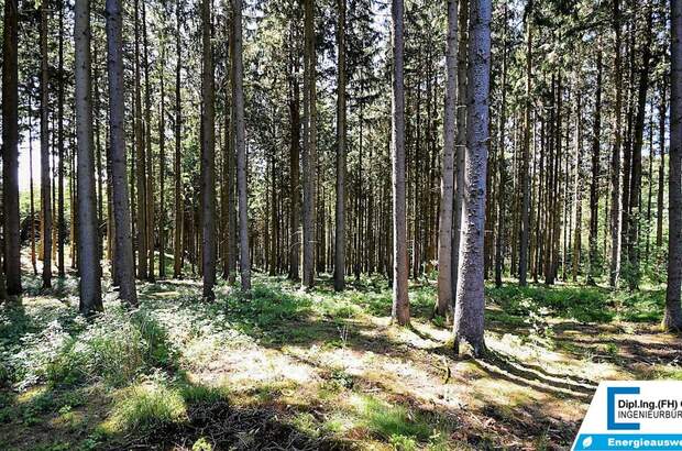 Gewerbeobjekt kaufen in 4761 Enzenkirchen (Bild 3)