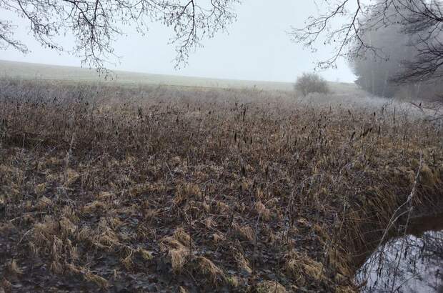 Teich- und Fischwirtschaft kaufen in 3902 Vitis (Bild 4)