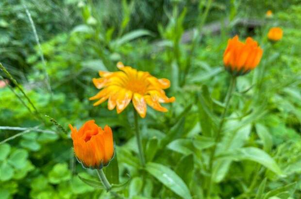 Haus kaufen in 3021 Pressbaum (Bild 5)