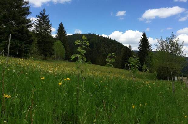 Grundstück kaufen in 8636 Seewiesen (Bild 5)