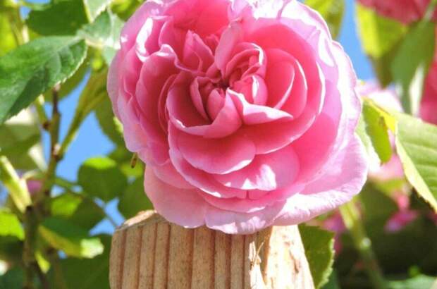 Mietwohnung in 8403 Lebring