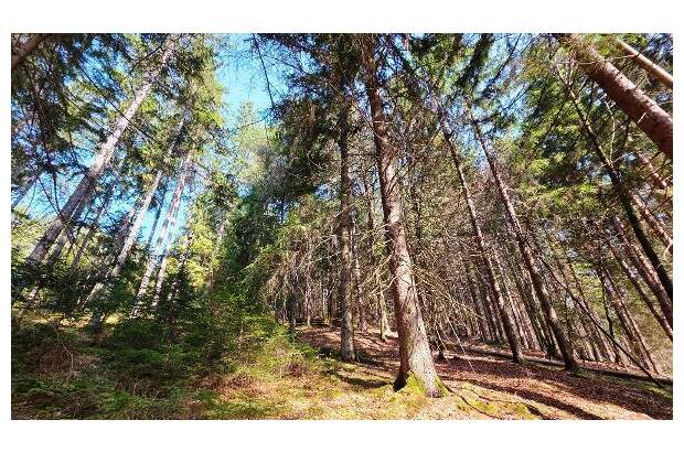 Jagd- und Forstwirtschaft kaufen in 9062 Moosburg (Bild 5)