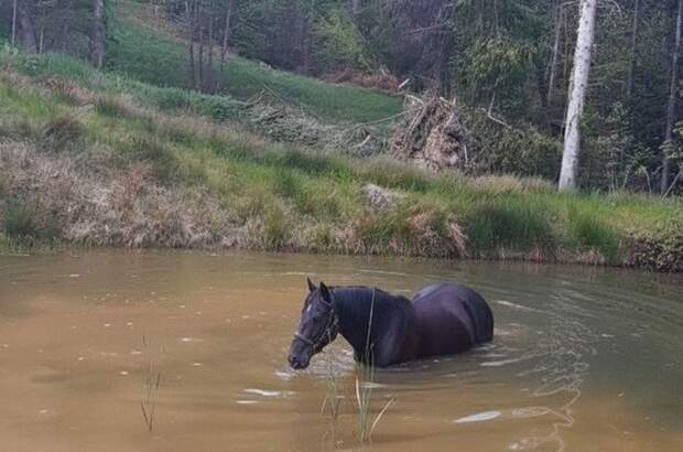 Gewerbeobjekt kaufen in 8510 Stainz (Bild 1)