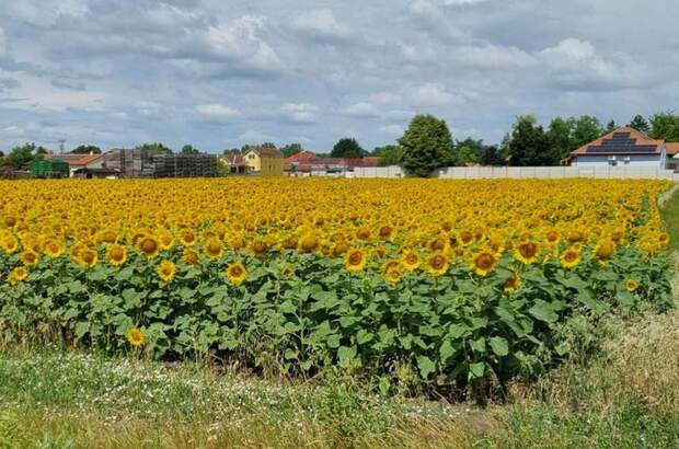 Grundstück kaufen in 7162 Tadten (Bild 1)