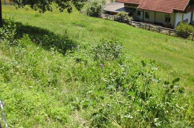 Grundstück kaufen in 9344 Weitensfeld (Bild 4)