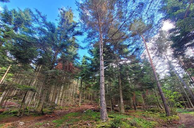 Jagd- und Forstwirtschaft kaufen in 3650 Pöggstall (Bild 2)