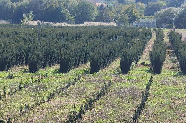 Gewerbeobjekt kaufen in 9771 Balogunyom (Bild 3)
