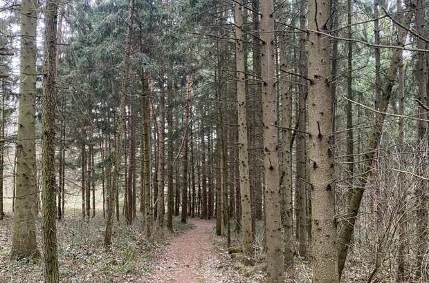 Jagd- und Forstwirtschaft kaufen in 3452 Atzenbrugg (Bild 2)