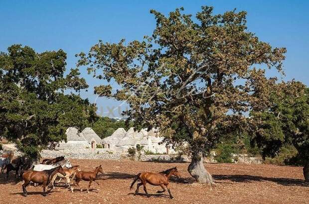 Haus mit Garten kaufen in 72014 Cisternino (Bild 1)
