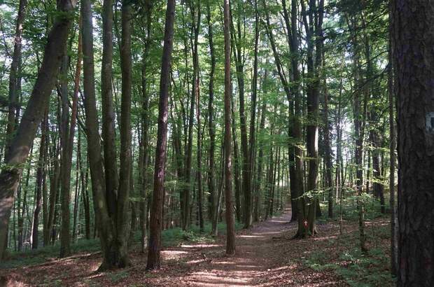 Gewerbeobjekt kaufen in 8282 Bad Loipersdorf (Bild 1)