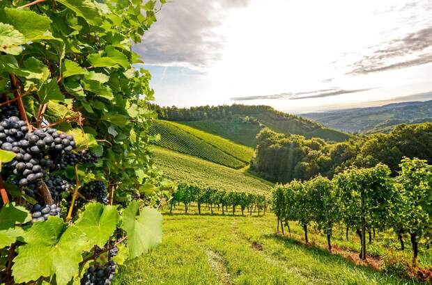 Grundstück kaufen in 8444 Reith