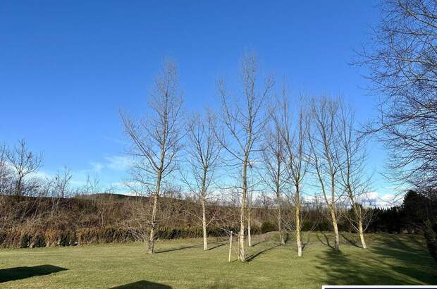 Haus mieten in 4600 Schleißheim (Bild 5)