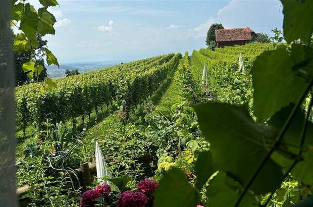 Anlageobjekt kaufen in 8413 St.Georgen