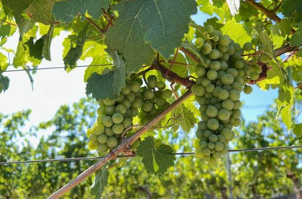 Gewerbeobjekt kaufen in 3491 Straß (Bild 5)