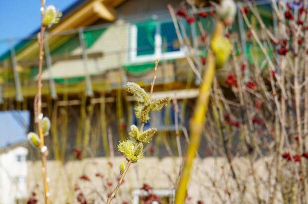 Haus mit Garten kaufen in 5204 Straßwalchen (Bild 3)