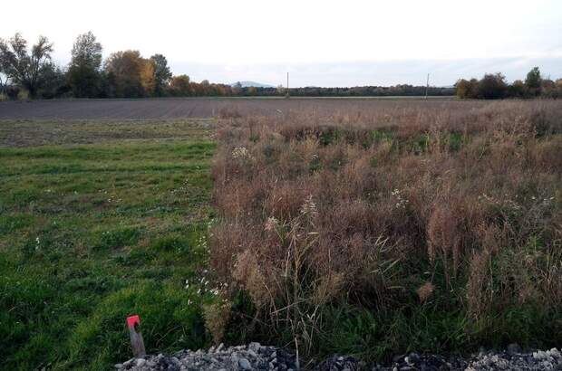 Grundstück kaufen in 2486 Siegersdorf (Bild 3)