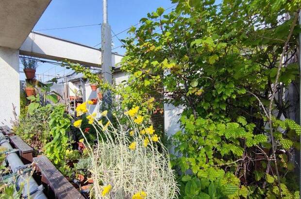 Terrassenwohnung kaufen in 1050 Wien (Bild 5)