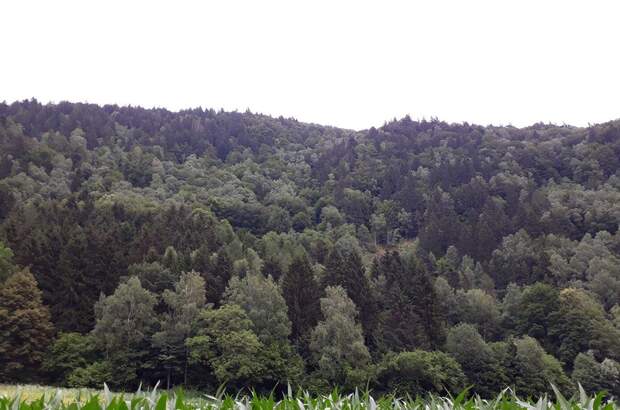 Gewerbeobjekt kaufen in 9873 Radenthein