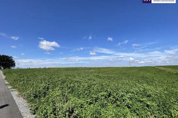 Grundstück kaufen in 2440 Moosbrunn (Bild 4)