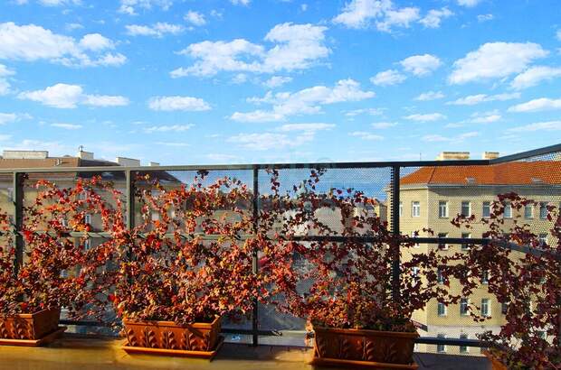 Wohnung mit Balkon kaufen in 1100 Wien (Bild 2)