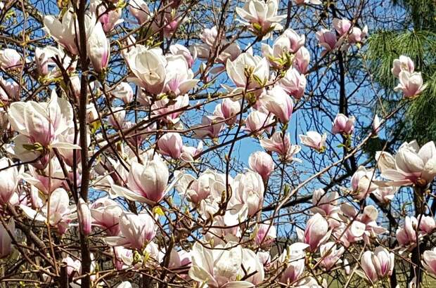 Haus mit Garten kaufen (Bild 2)