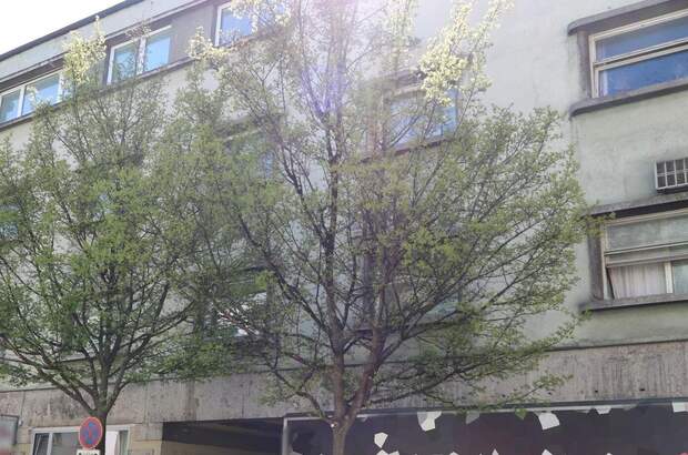 Anlageobjekt kaufen in 4600 Wels (Bild 2)